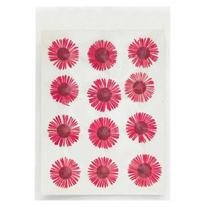 Asters Flower - Red