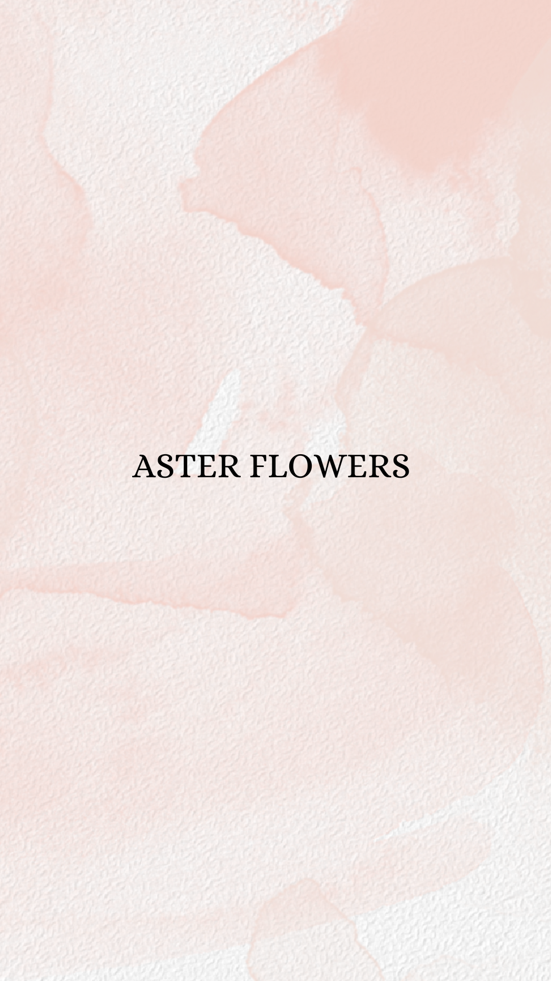 Asters Flower