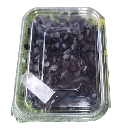 Hydra Flower Box - Black