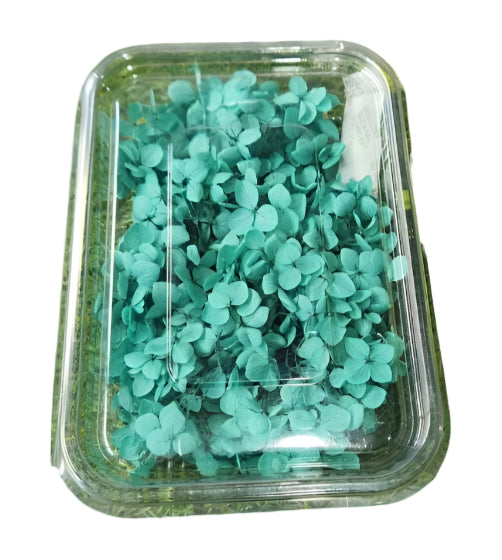 Hydra Flower Box - Blue