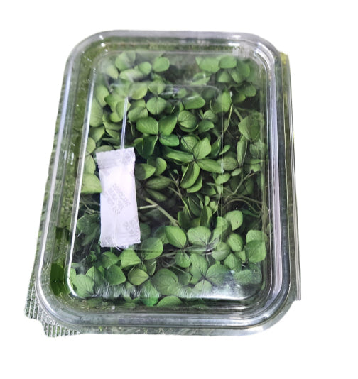 Hydra Flower Box - Olive