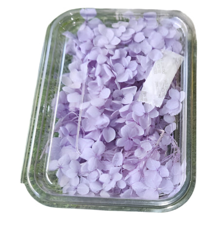 Hydra Flower Box - Lavendar