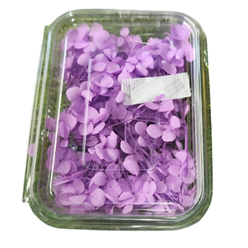 Hydra Flower Box - Purple