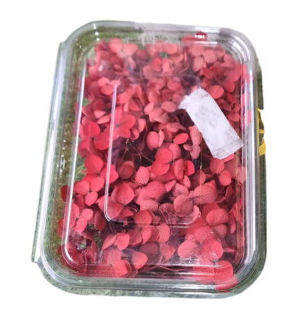 Hydra Flower Box - Dark Red