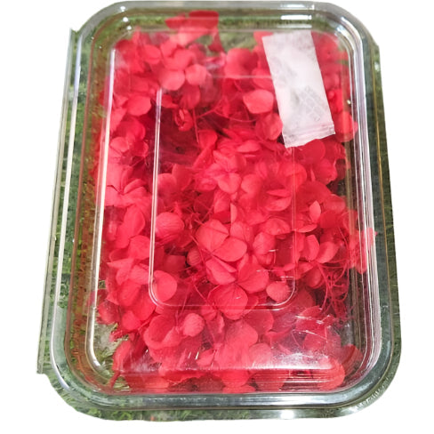 Hydra Flower Box - Red