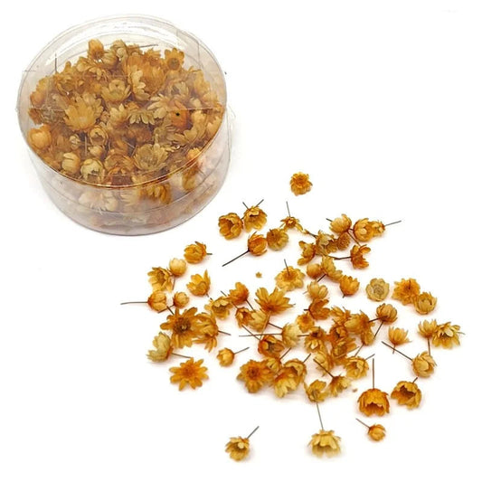 Mini dry Flower Box - Orange