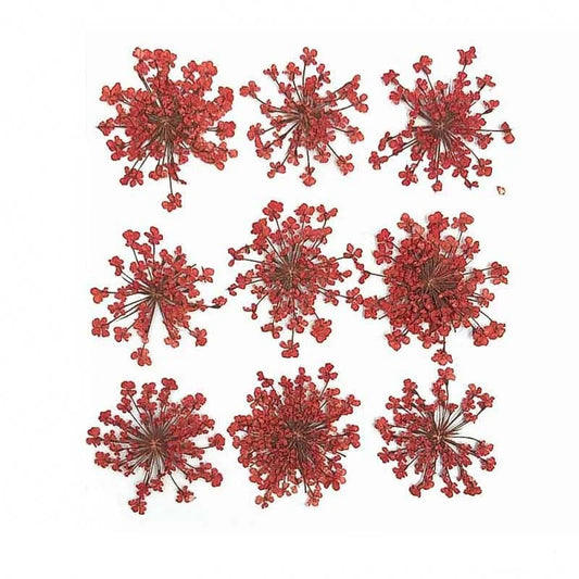 Floral Daisy Flower - Red