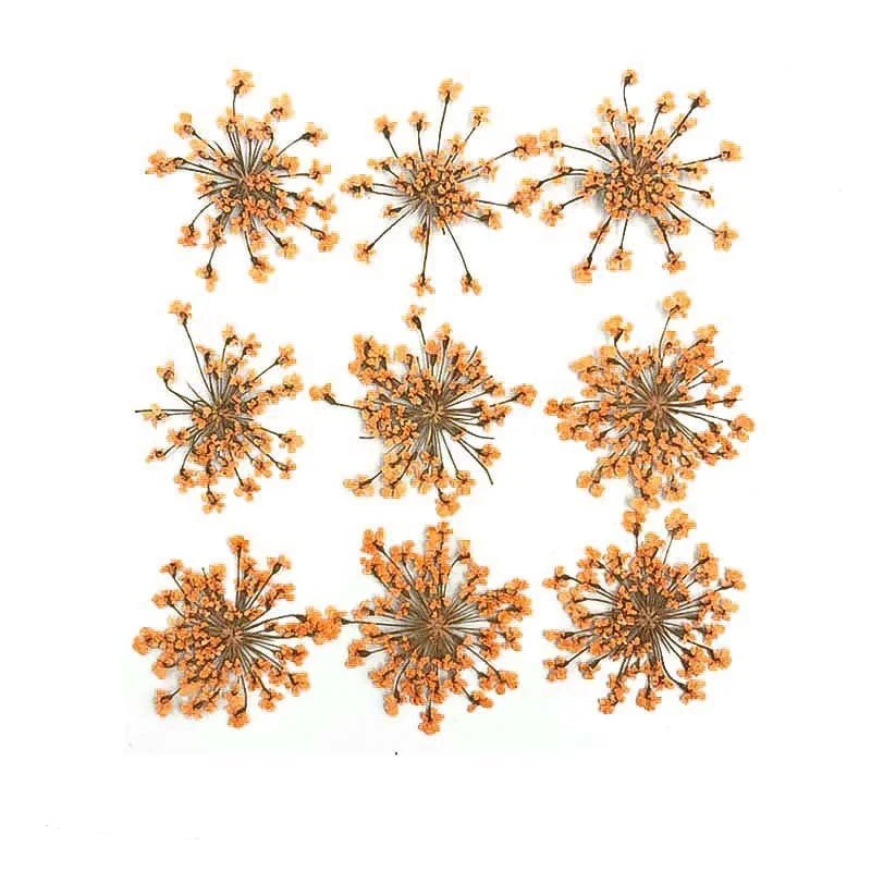 Floral Daisy Flower - Orange