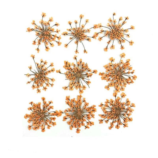 Floral Daisy Flower - Orange