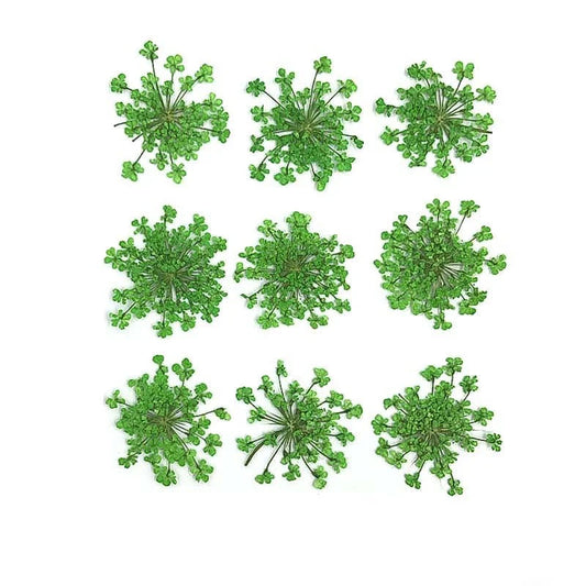 Floral Daisy Flower - Green