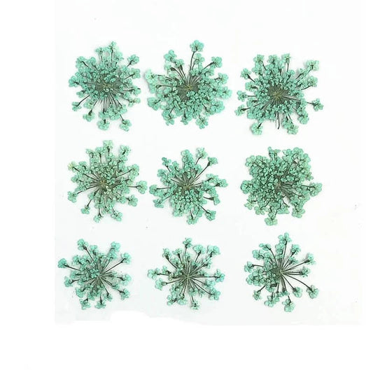 Floral Daisy Flower - Aquamarine