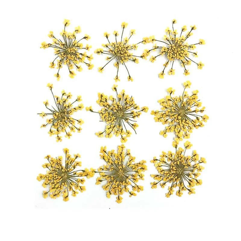 Floral Daisy Flower - Yellow