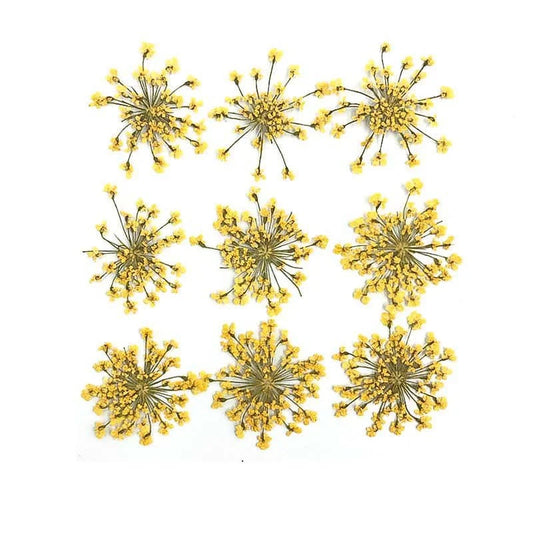 Floral Daisy Flower - Yellow