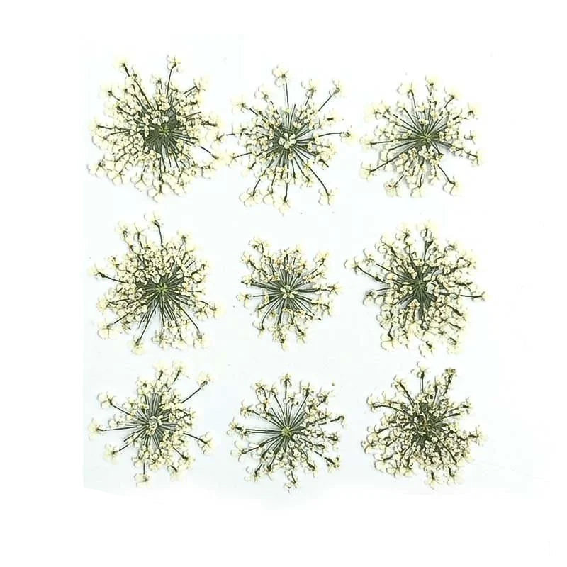 Floral Daisy Flower - White