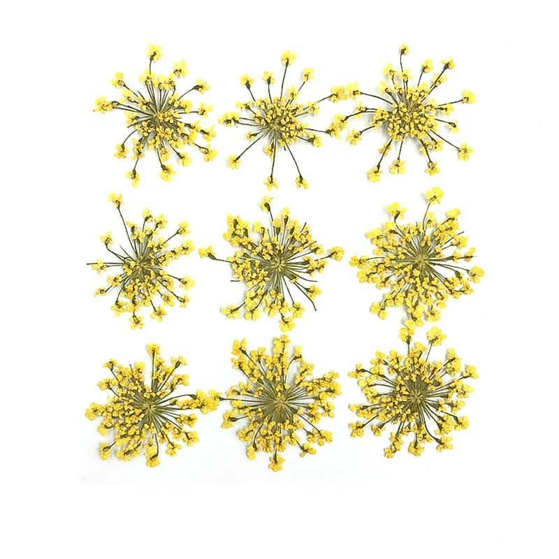 Floral Daisy Flower - Lemon Yellow