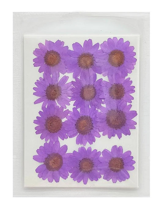 Daisy Flower - Purple