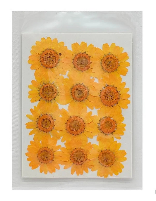 Daisy Flower - Orange