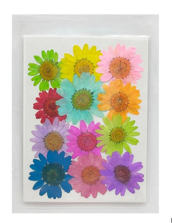 Daisy Flower - Mix