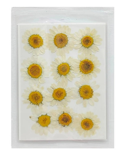 Daisy Flower - White