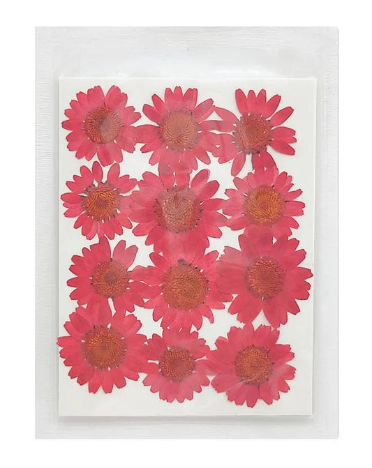 Daisy Flower - Red