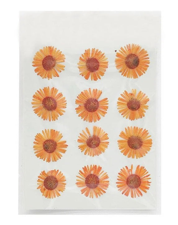 Asters Flower - Orange