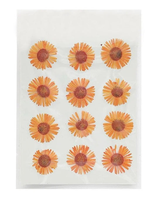 Asters Flower - Orange