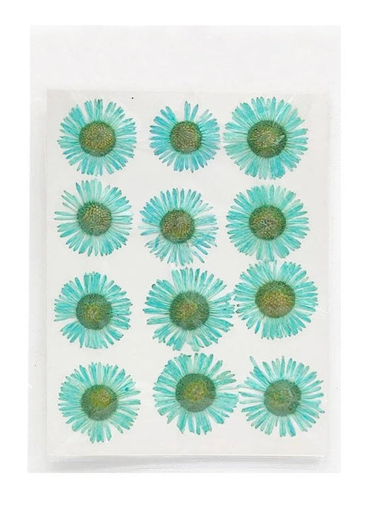 Asters Flower - Light Blue