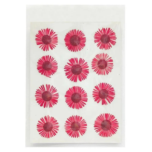 Asters Flower - Red