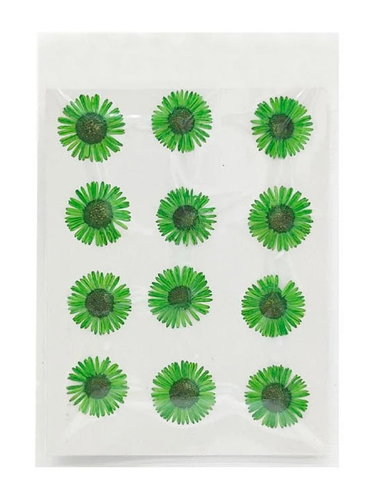 Asters Flower - Green