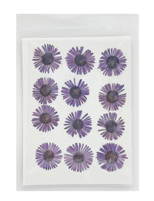 Asters Flower - Violet