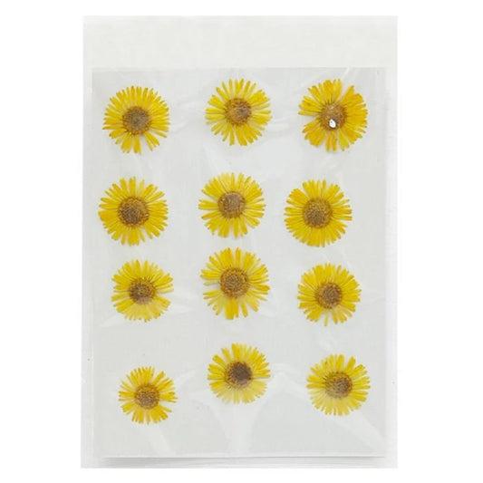Asters Flower - Yellow