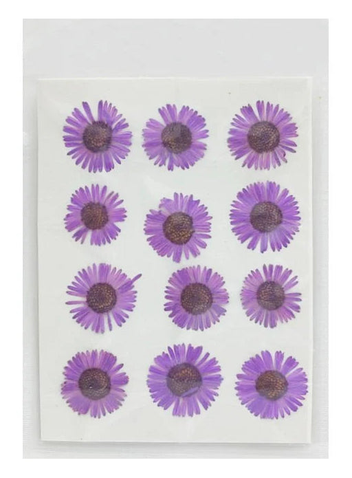 Asters Flower - Purple