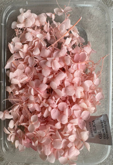 Hydra Flower Box - Baby Pink