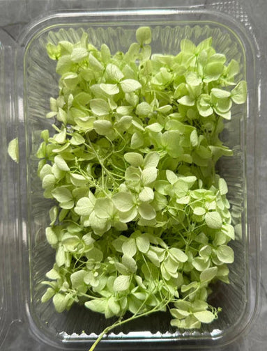 Hydra Flower Box - Pista Green
